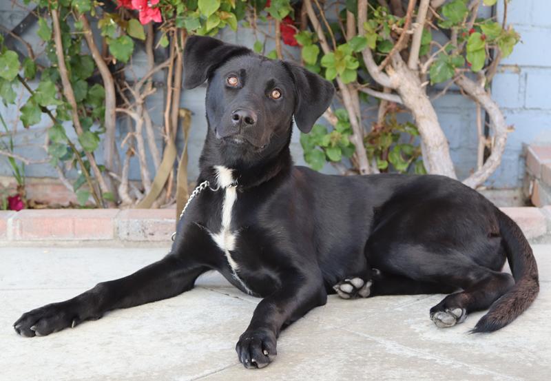 Enlarge Ebony von Elsberg, a Adoptable mixed breed in Los Angeles, CA image 4/6