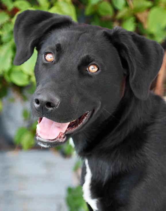 Enlarge Ebony von Elsberg, an adopted mixed breed in Los Angeles, CA image 1/1