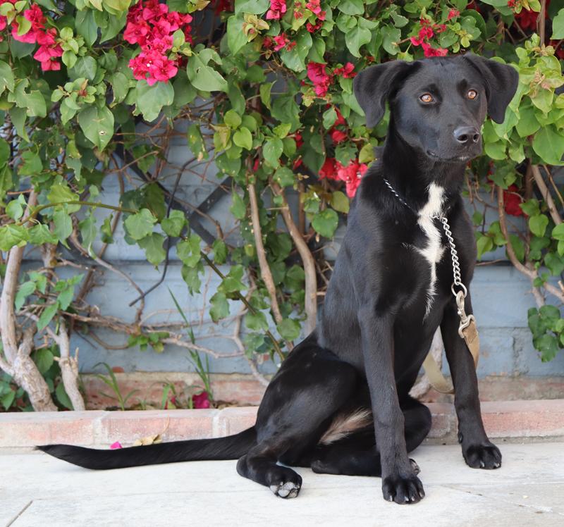Enlarge Ebony von Elsberg, a Adoptable mixed breed in Los Angeles, CA image 5/6