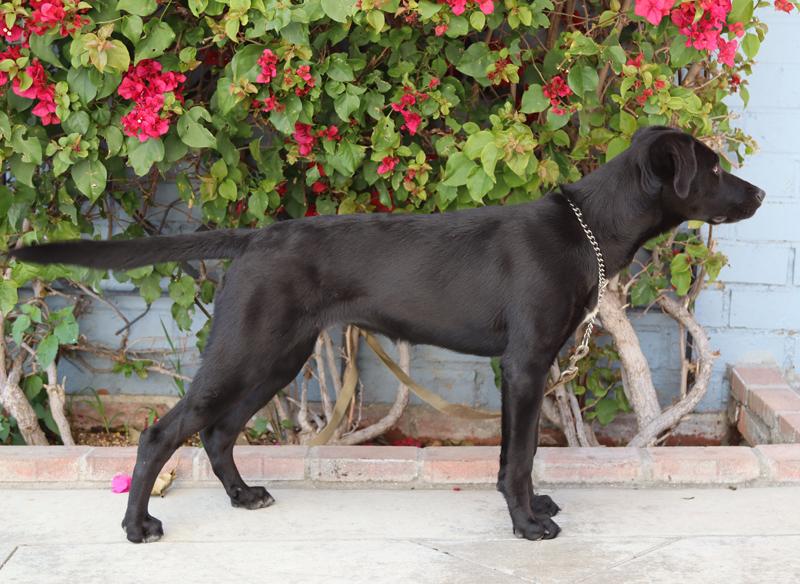 Enlarge Ebony von Elsberg, a Adoptable mixed breed in Los Angeles, CA image 6/6
