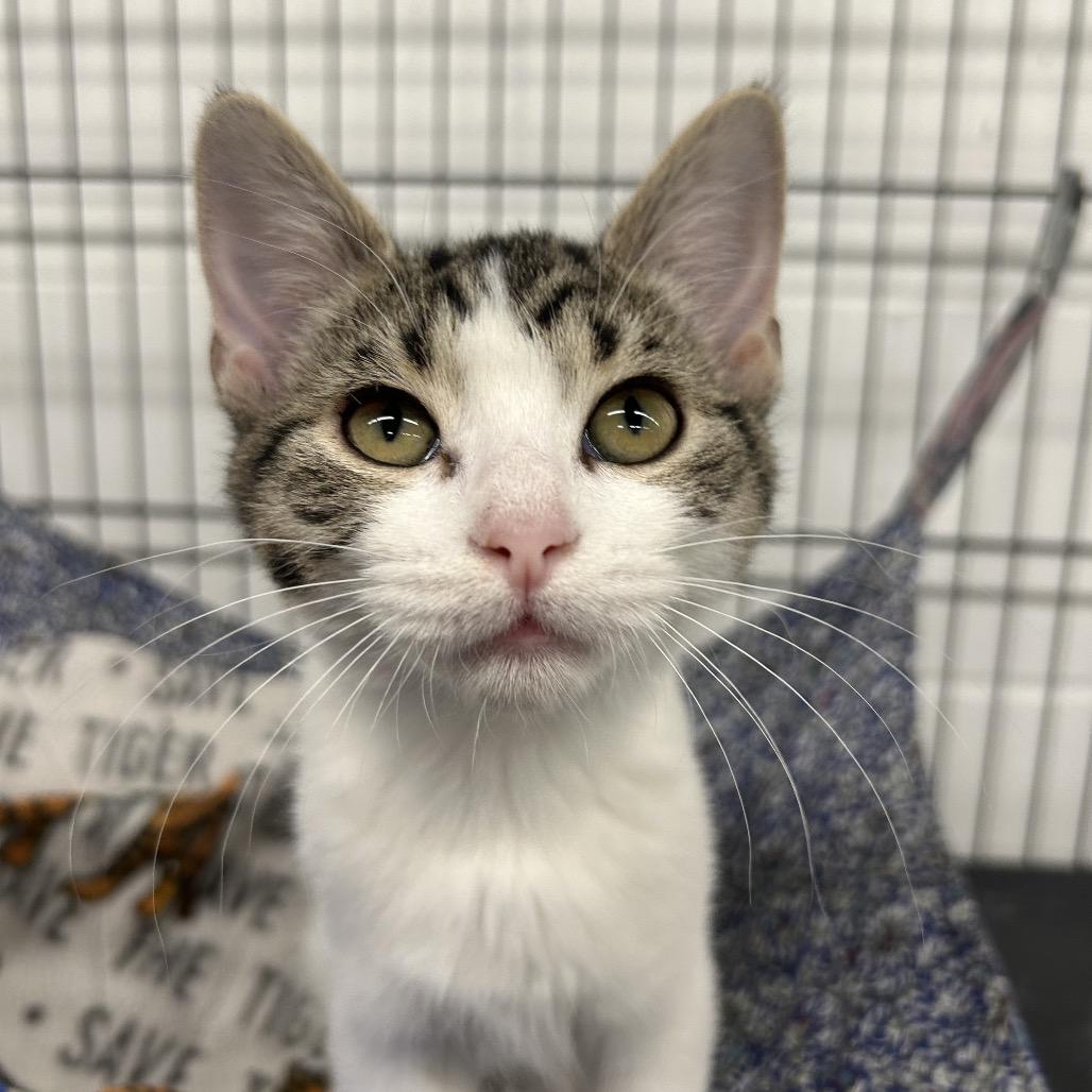 Sam, a Adoptable Domestic Short Hair in Zanesville, OH image 1/3