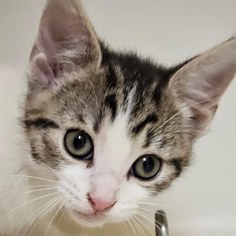 Sam, a Adoptable Domestic Short Hair in Zanesville, OH image 2/3