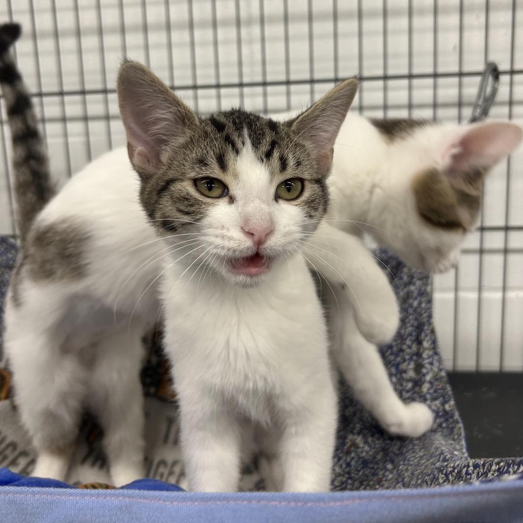 Sam, a Adoptable Domestic Short Hair in Zanesville, OH image 3/3