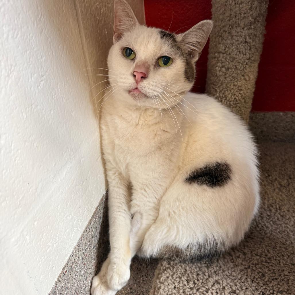 Rowdy, Adoptable, Senior Male Domestic Short Hair.