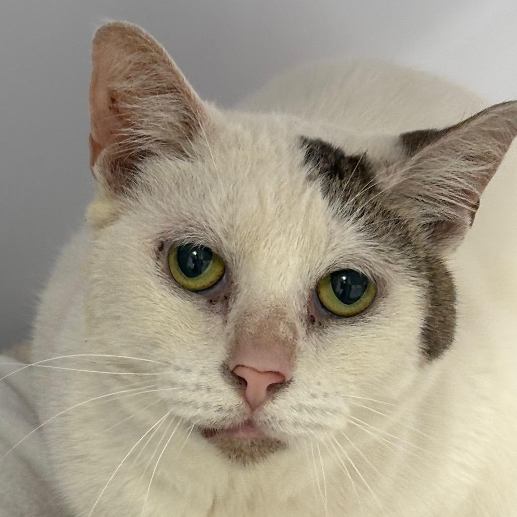 Enlarge Rowdy, a Adoptable Domestic Short Hair in Sarasota, FL image 2/5