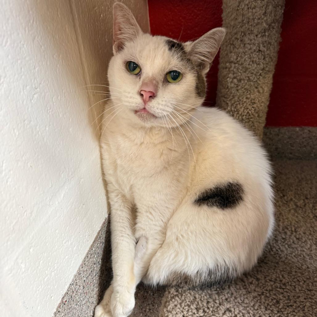 Enlarge Rowdy, a Adoptable Domestic Short Hair in Sarasota, FL image 3/5