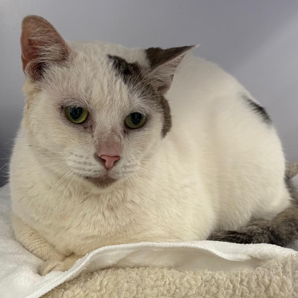 Enlarge Rowdy, a Adoptable Domestic Short Hair in Sarasota, FL image 4/5