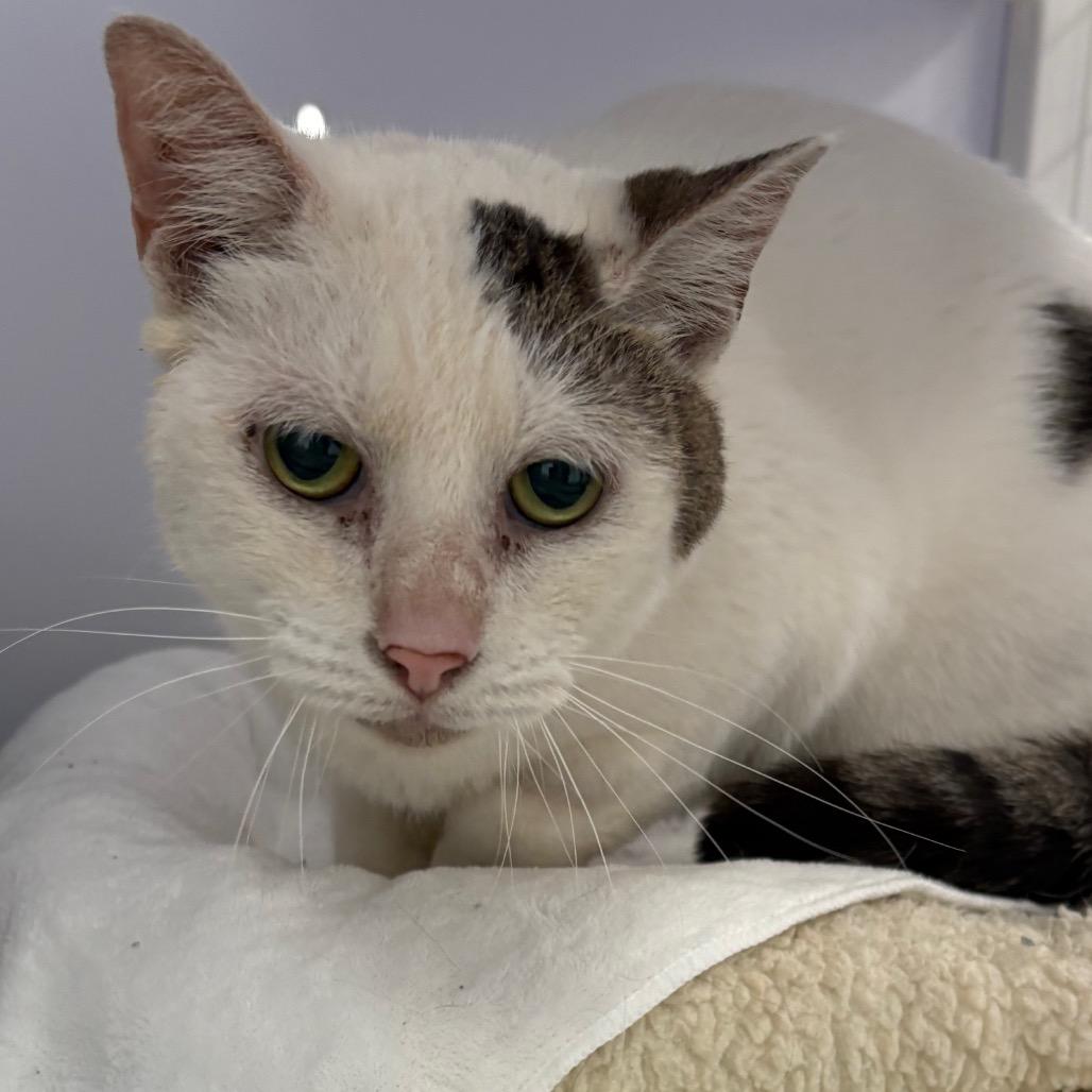 Enlarge Rowdy, a Adoptable Domestic Short Hair in Sarasota, FL image 5/5