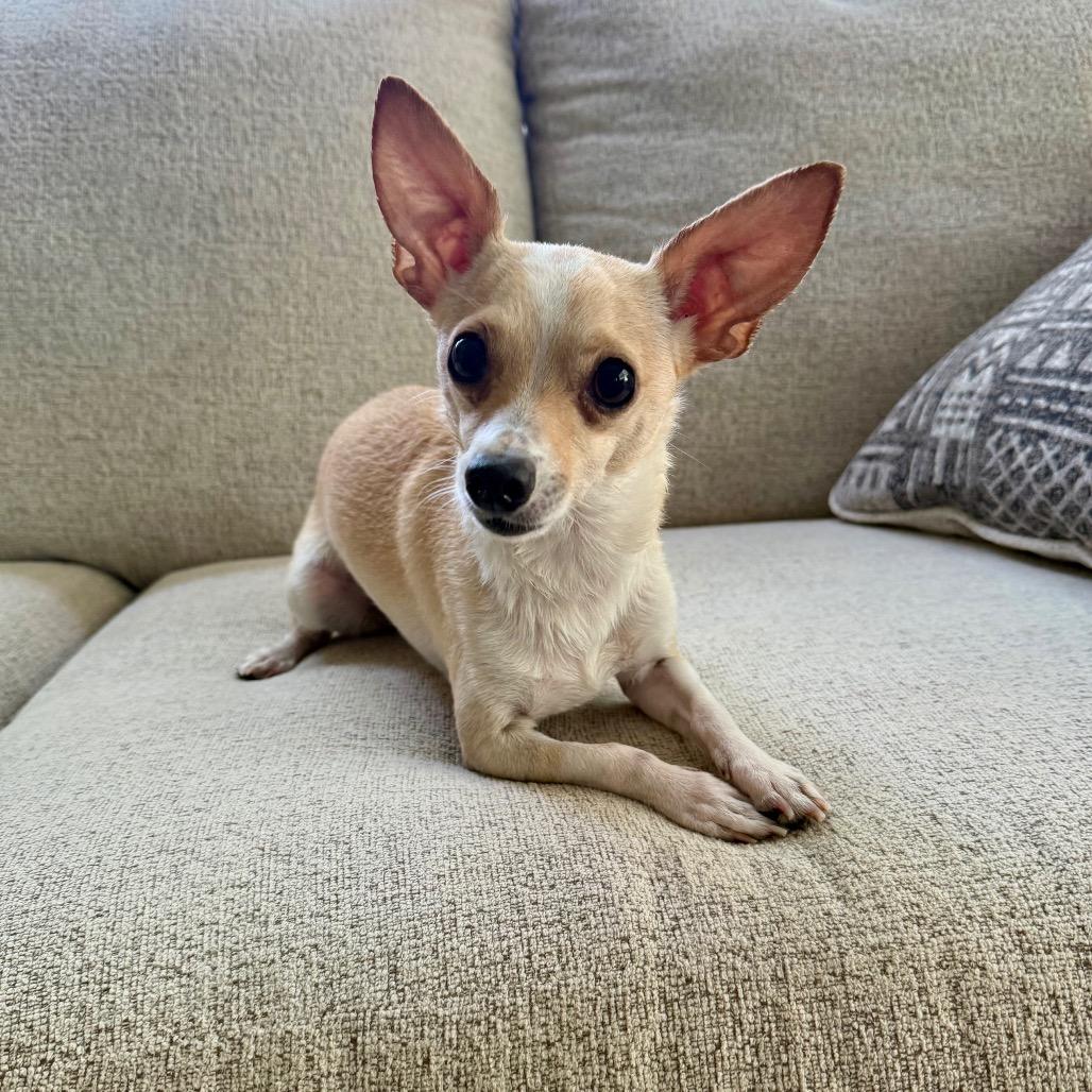 Diver, Adoptable, Adult Male Chihuahua.