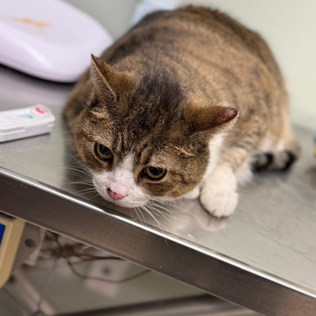 Sabo, Adoptable, Senior Male Domestic Short Hair.