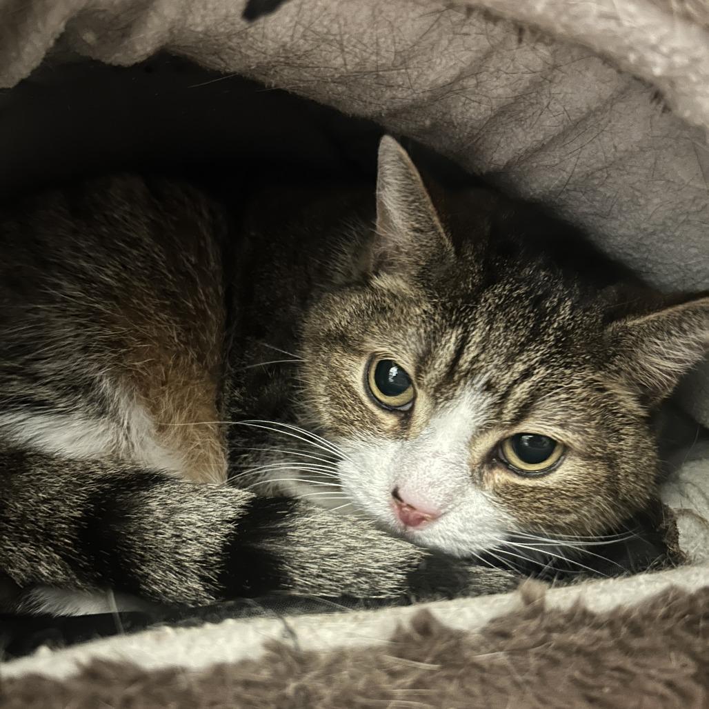 Enlarge Sabo, a Adoptable mixed breed in Waldorf, MD image 2/2