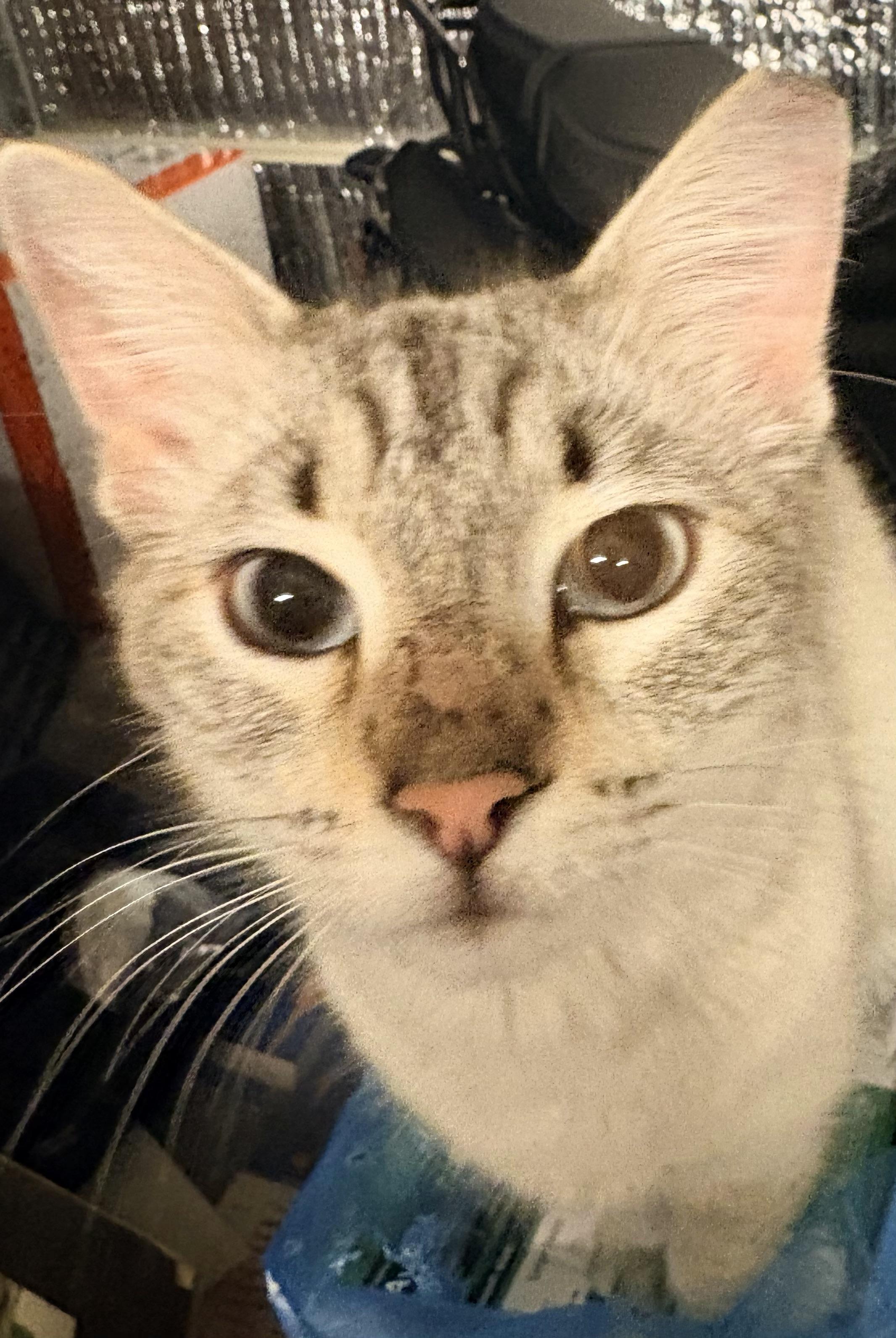 Capella, an adopted Domestic Medium Hair in Hayward, CA image 4/6