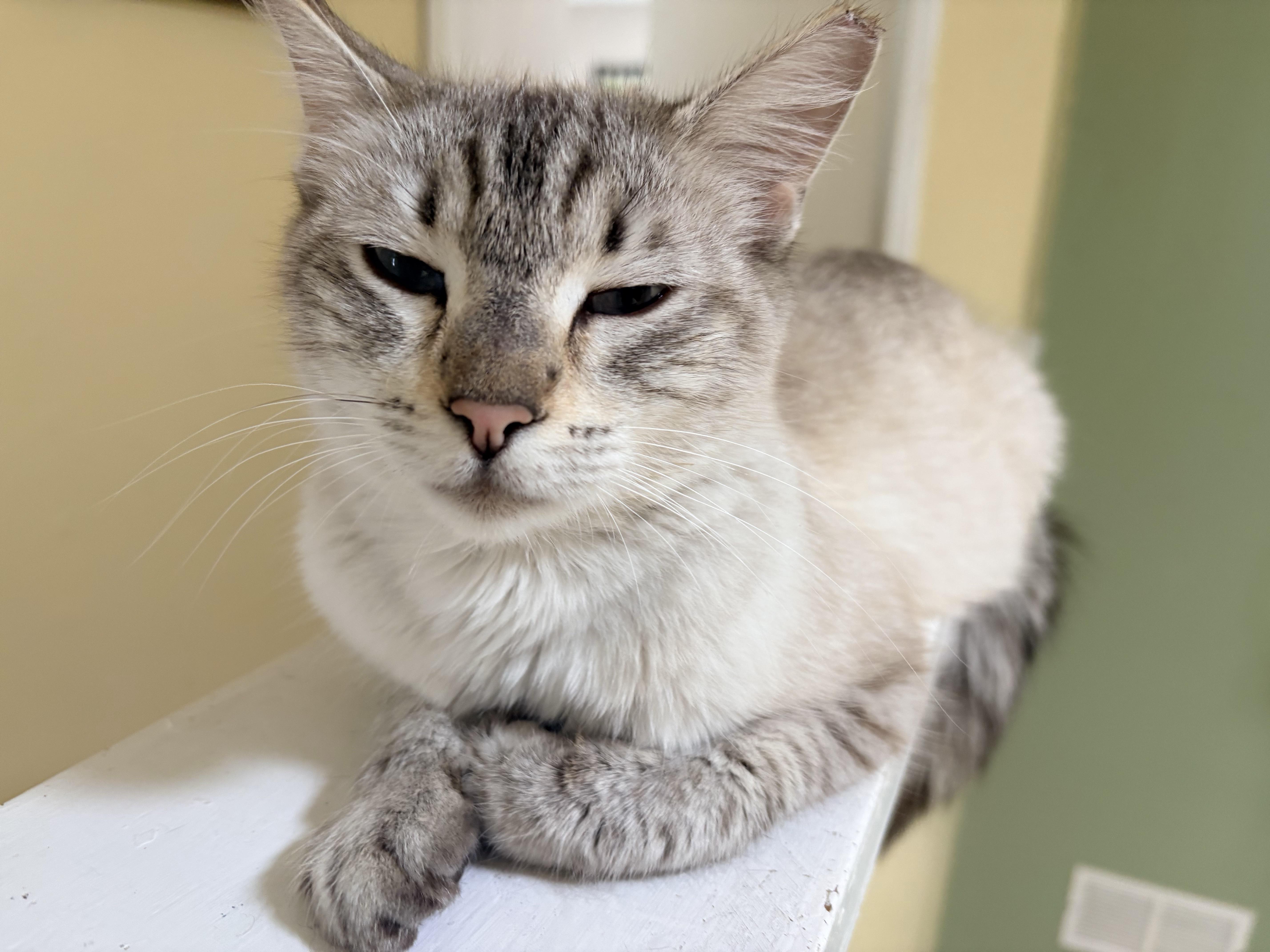 Capella, an adopted Domestic Medium Hair in Hayward, CA image 1/6