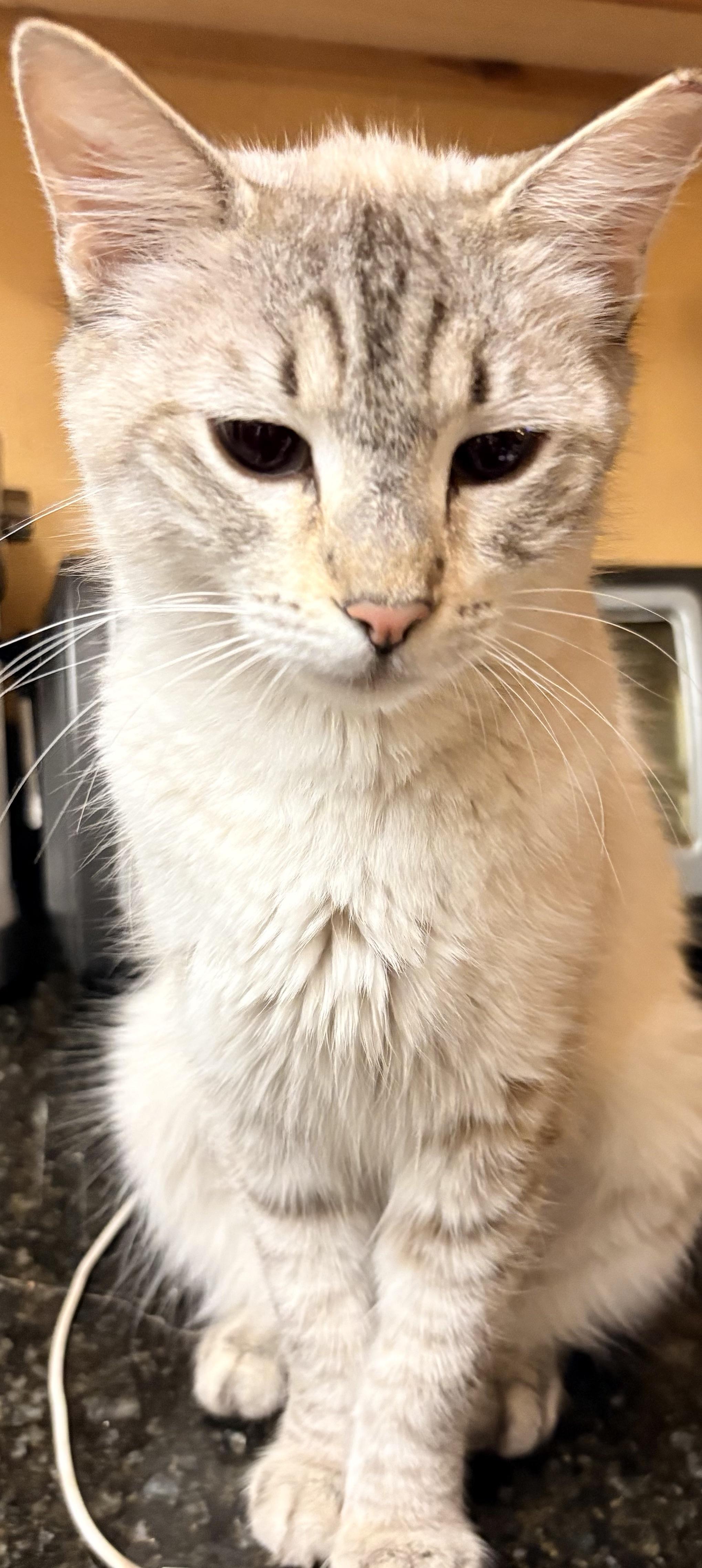 Capella, an adopted Domestic Medium Hair in Hayward, CA image 2/6