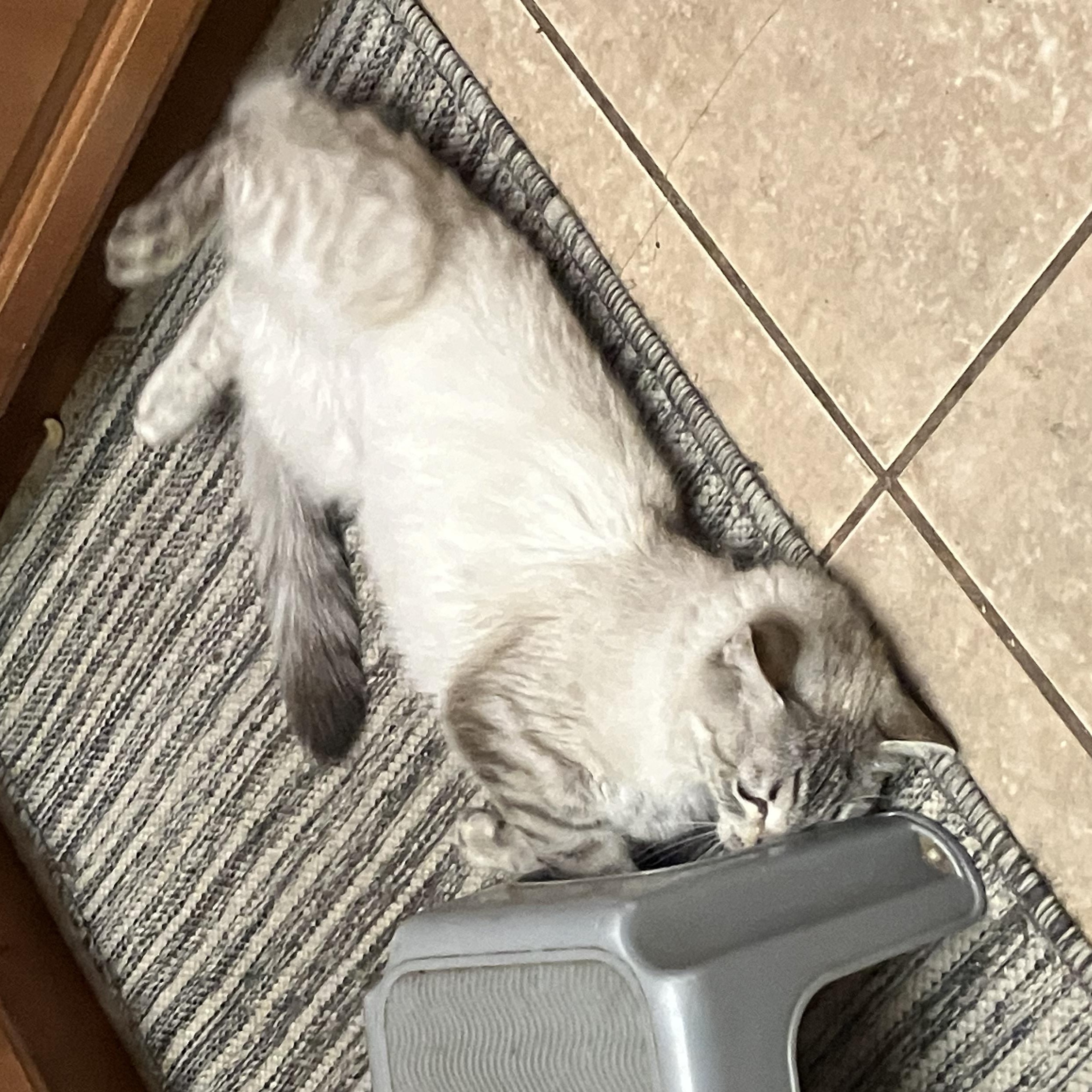 Capella, an adopted Domestic Medium Hair in Hayward, CA image 6/6