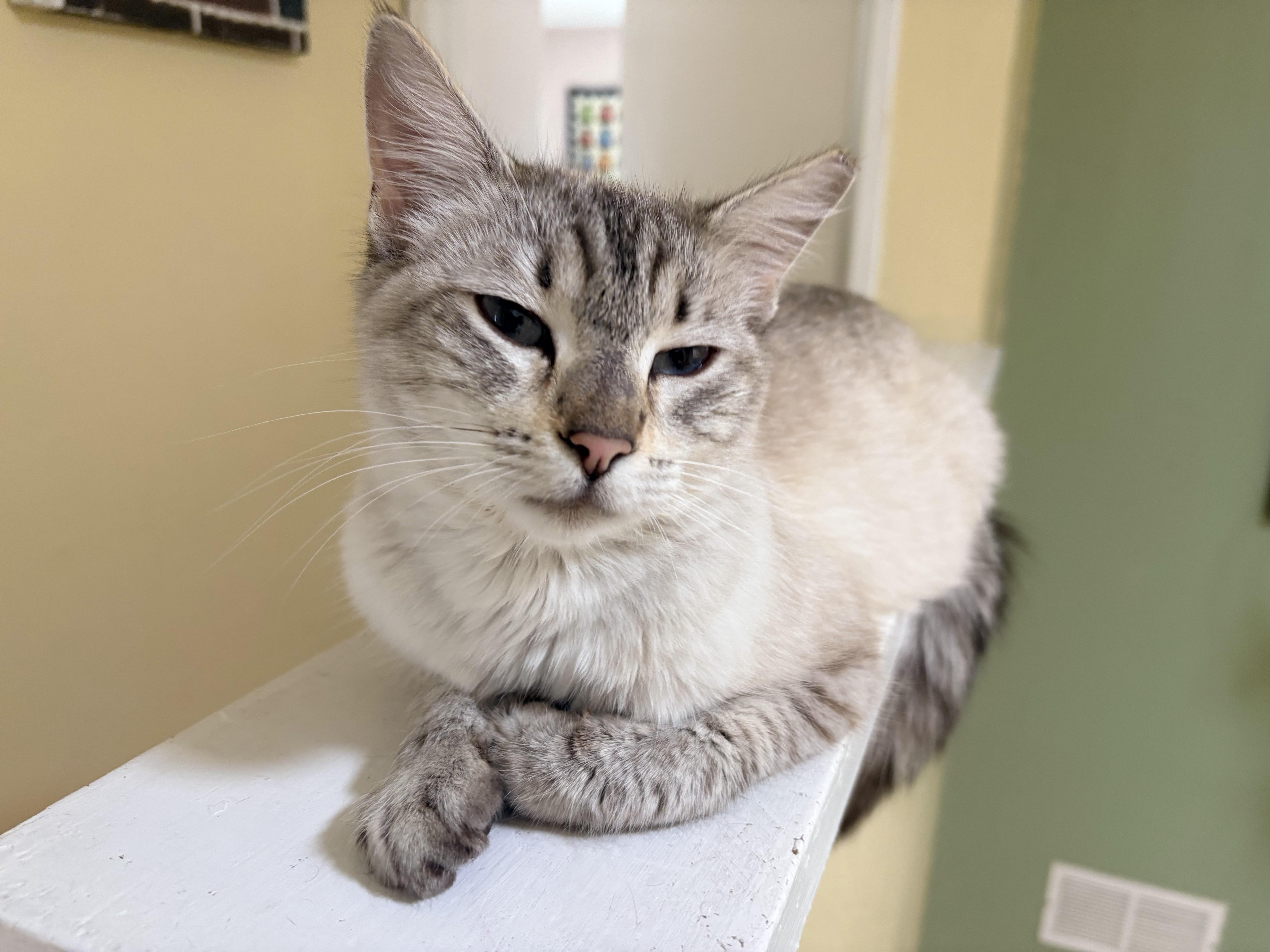 Capella, an adopted Domestic Medium Hair in Hayward, CA image 3/6