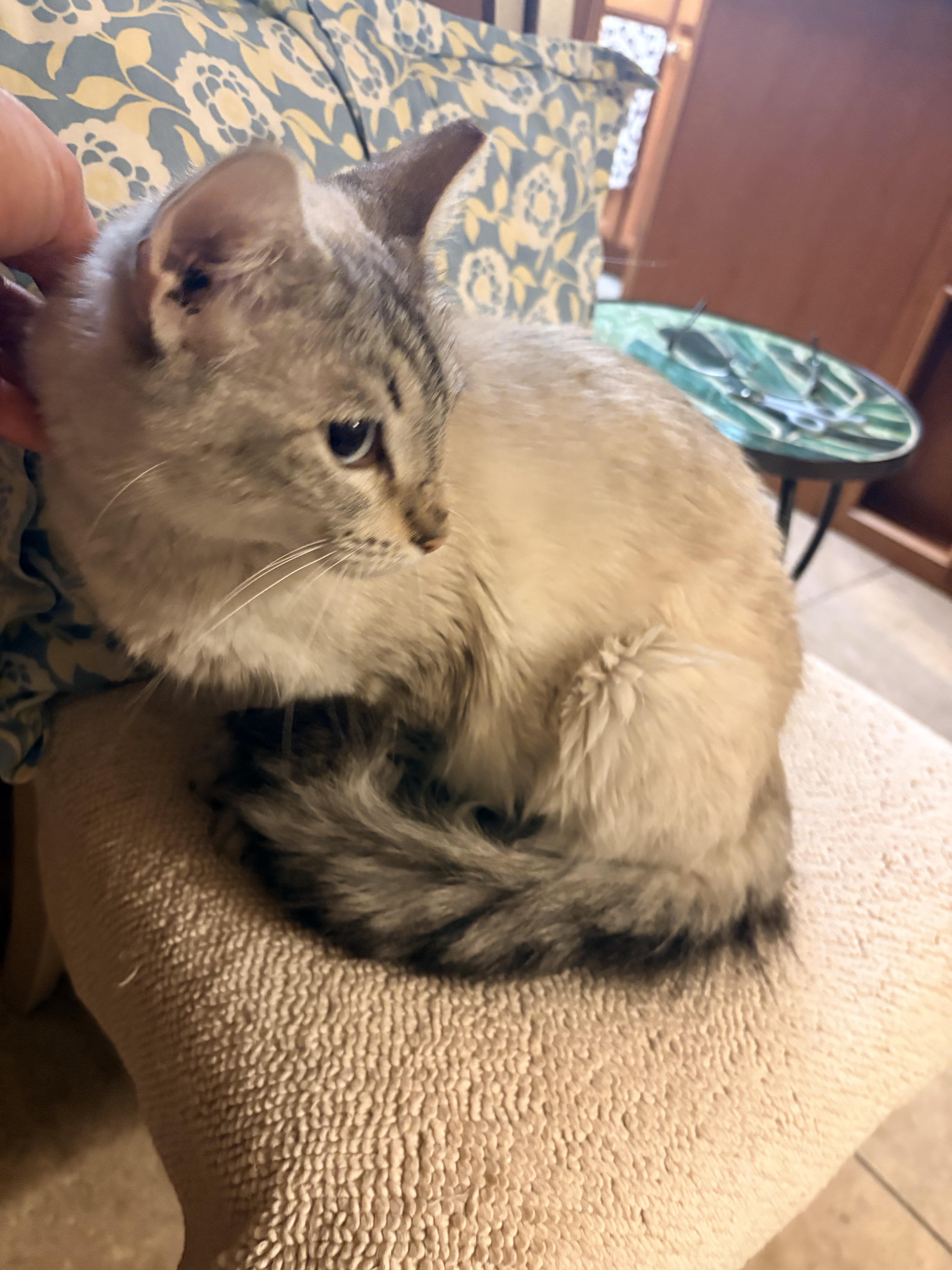 Capella, an adopted Domestic Medium Hair in Hayward, CA image 5/6