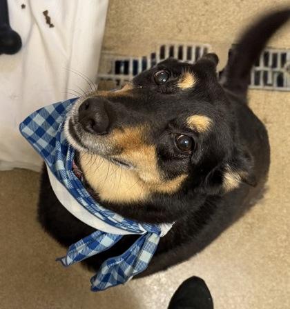 Kuma (FKA Trent), Adoptable, Senior Male Shepherd & Mixed Breed.