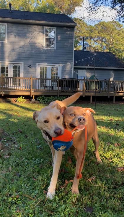 Yujiro, Adoptable, Adult Male Mixed Breed & Mixed Breed.