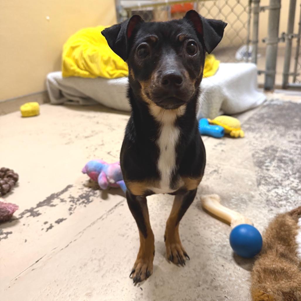 Enlarge Bacon, a Adoptable mixed breed in Mount Shasta, CA image 2/3