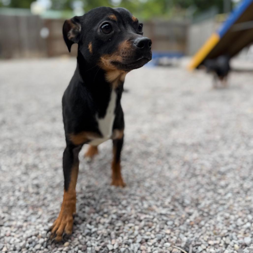 Enlarge Bacon, a Adoptable mixed breed in Mount Shasta, CA image 3/3