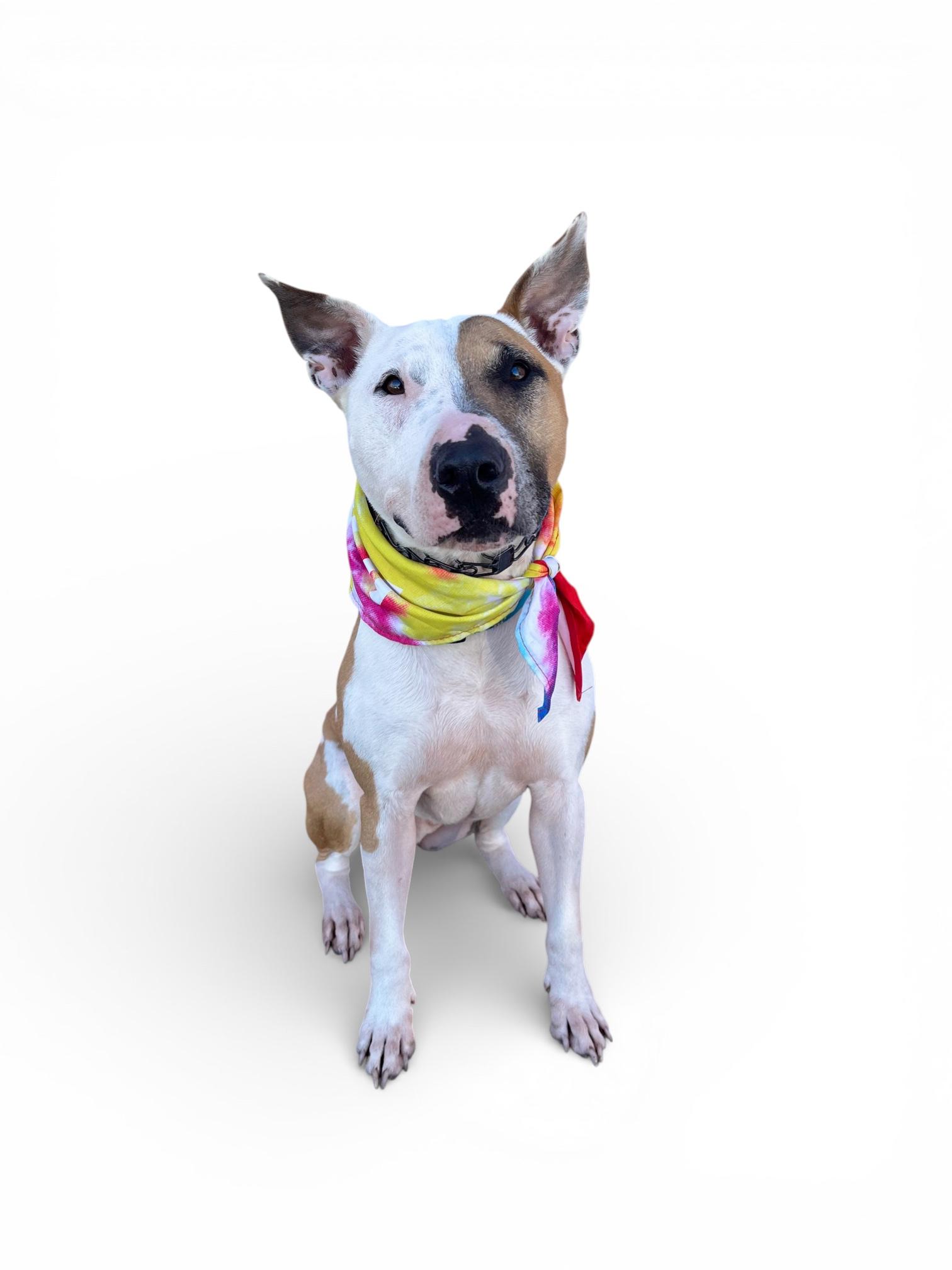 Enlarge Loki-ADOPT Me!!, a ADOPTABLE Bull Terrier in Redondo Beach, CA image 3/6