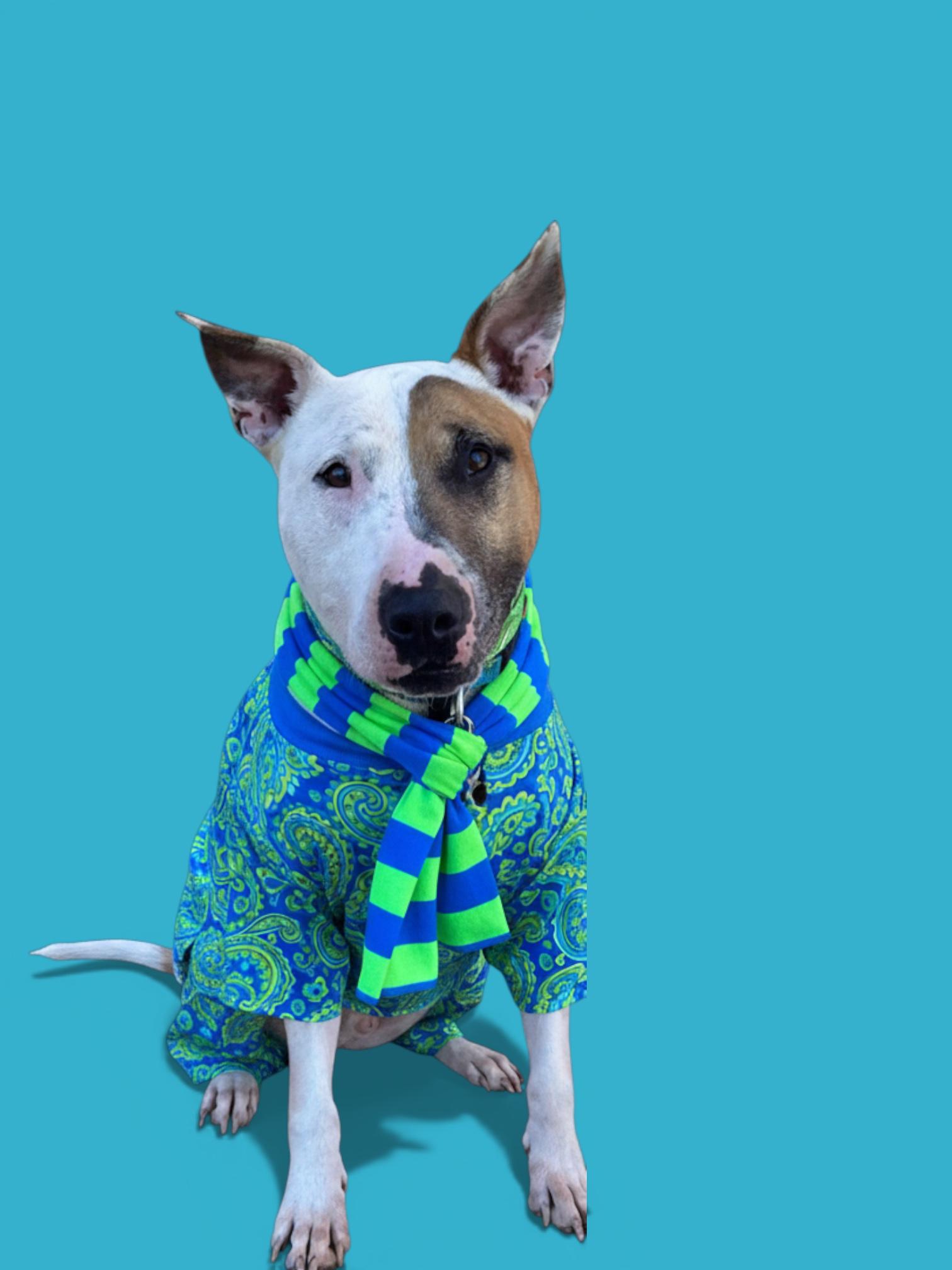 Enlarge Loki-ADOPT Me!!, a ADOPTABLE Bull Terrier in Redondo Beach, CA image 2/6