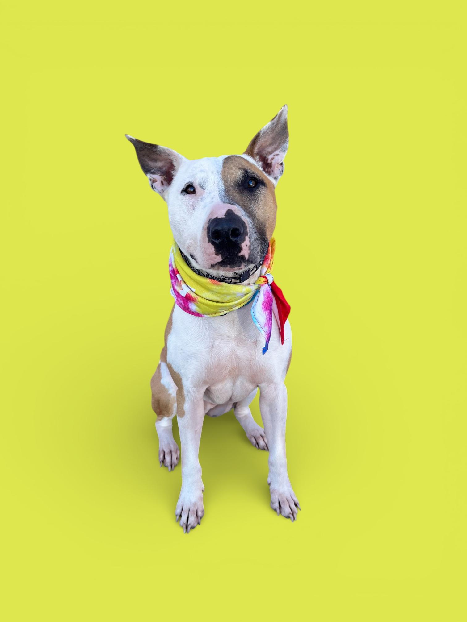 Enlarge Loki-ADOPT Me!!, a ADOPTABLE Bull Terrier in Redondo Beach, CA image 1/6