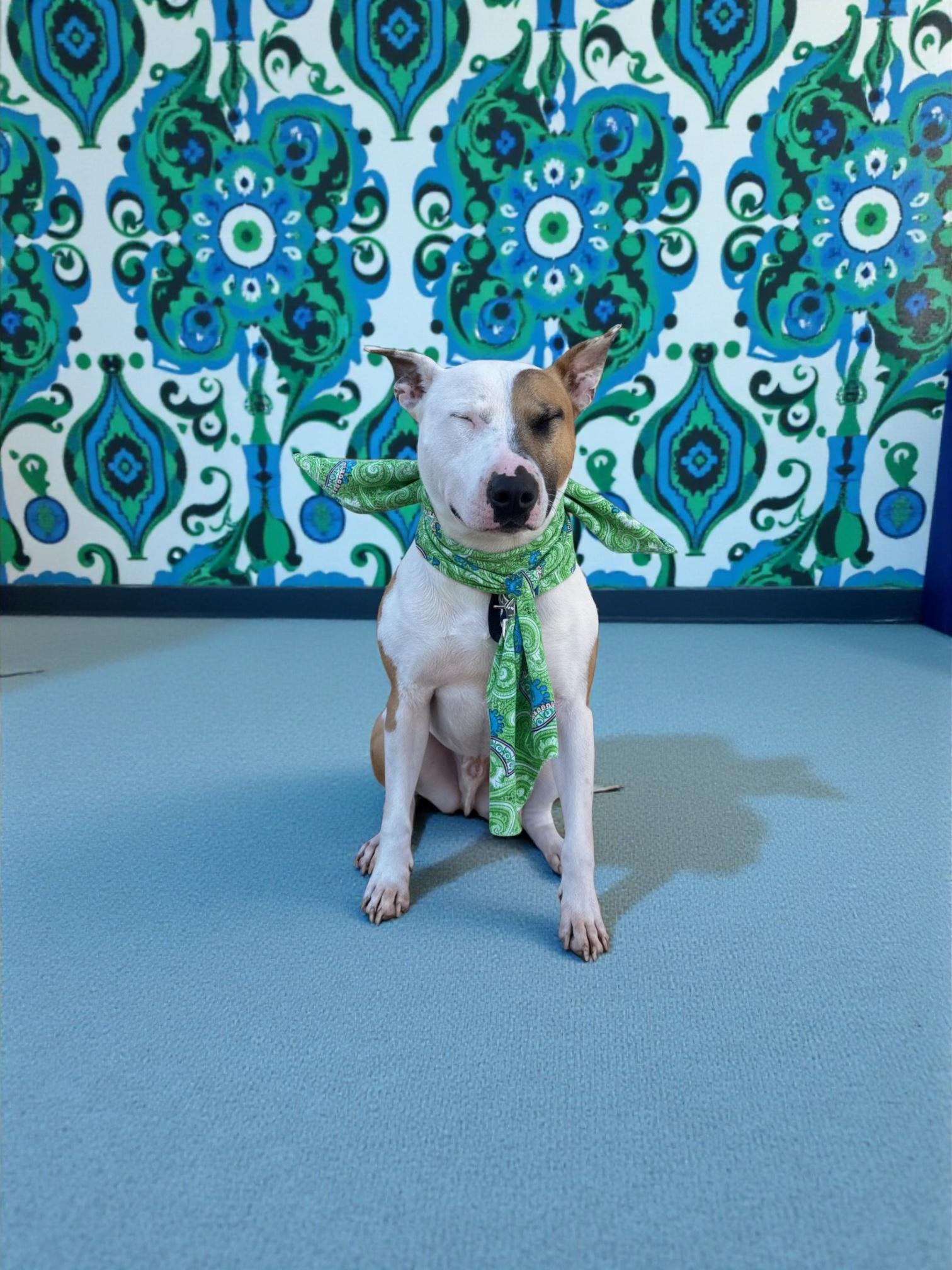 Enlarge Loki-ADOPT Me!!, a ADOPTABLE Bull Terrier in Redondo Beach, CA image 6/6