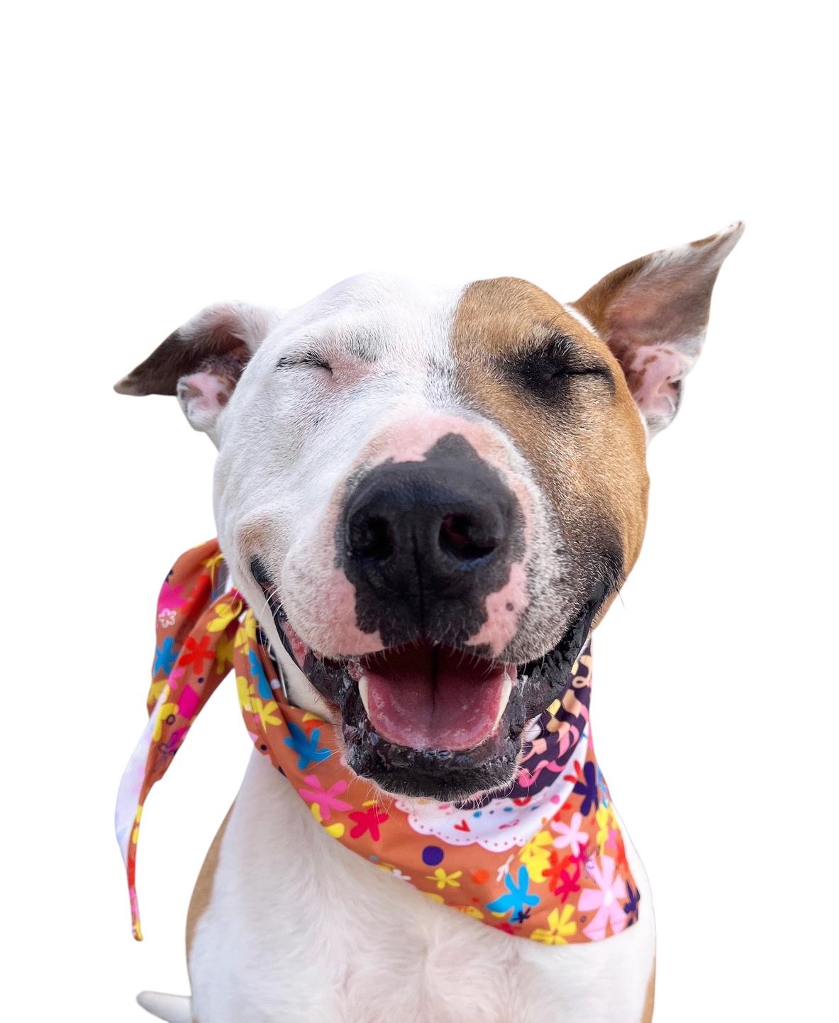 Enlarge Cheerio-ADOPT Me!!, a ADOPTABLE Bull Terrier in Redondo Beach, CA image 6/6