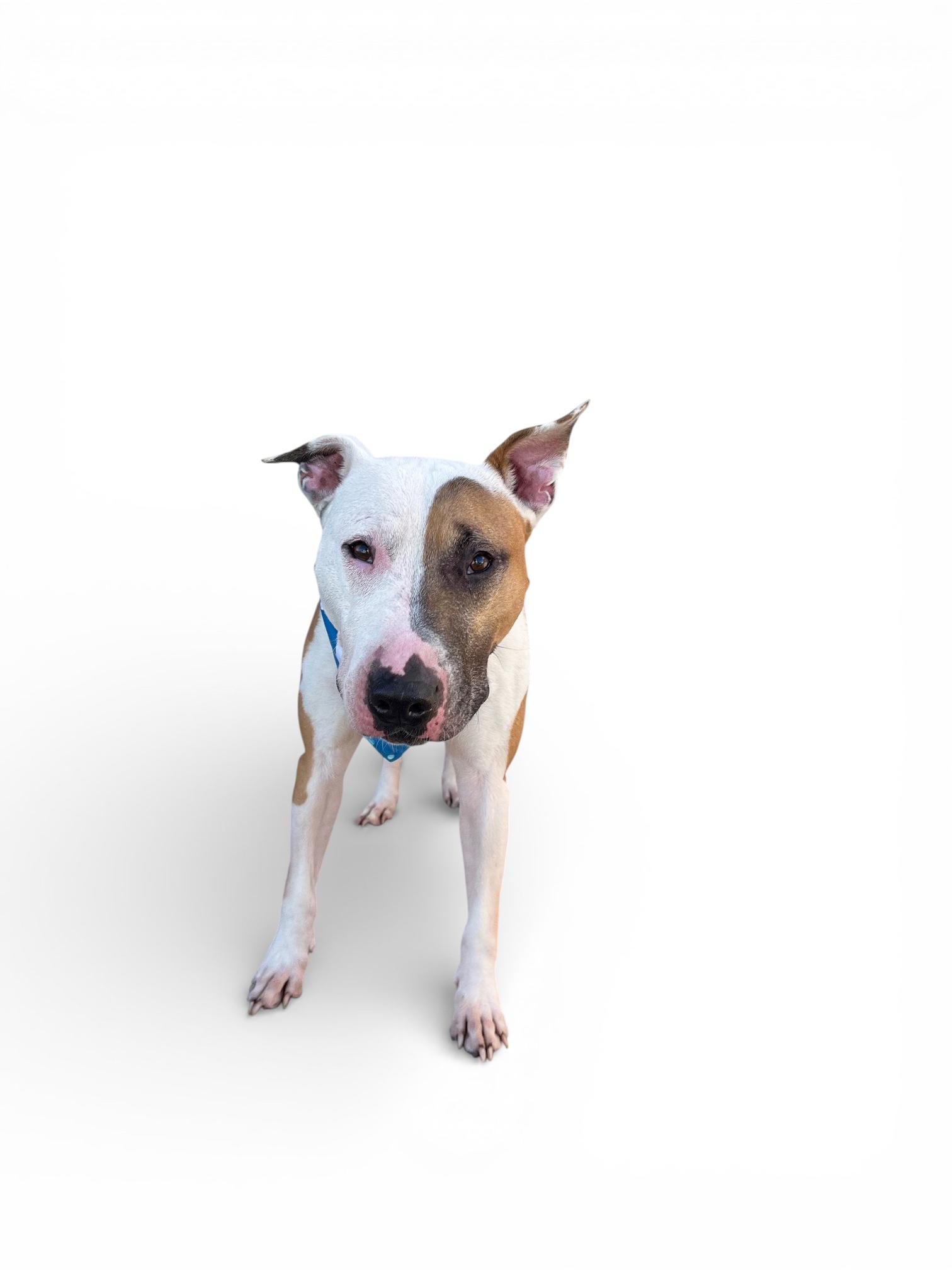 Loki-ADOPT Me!!, ADOPTABLE, Adult Male Bull Terrier.