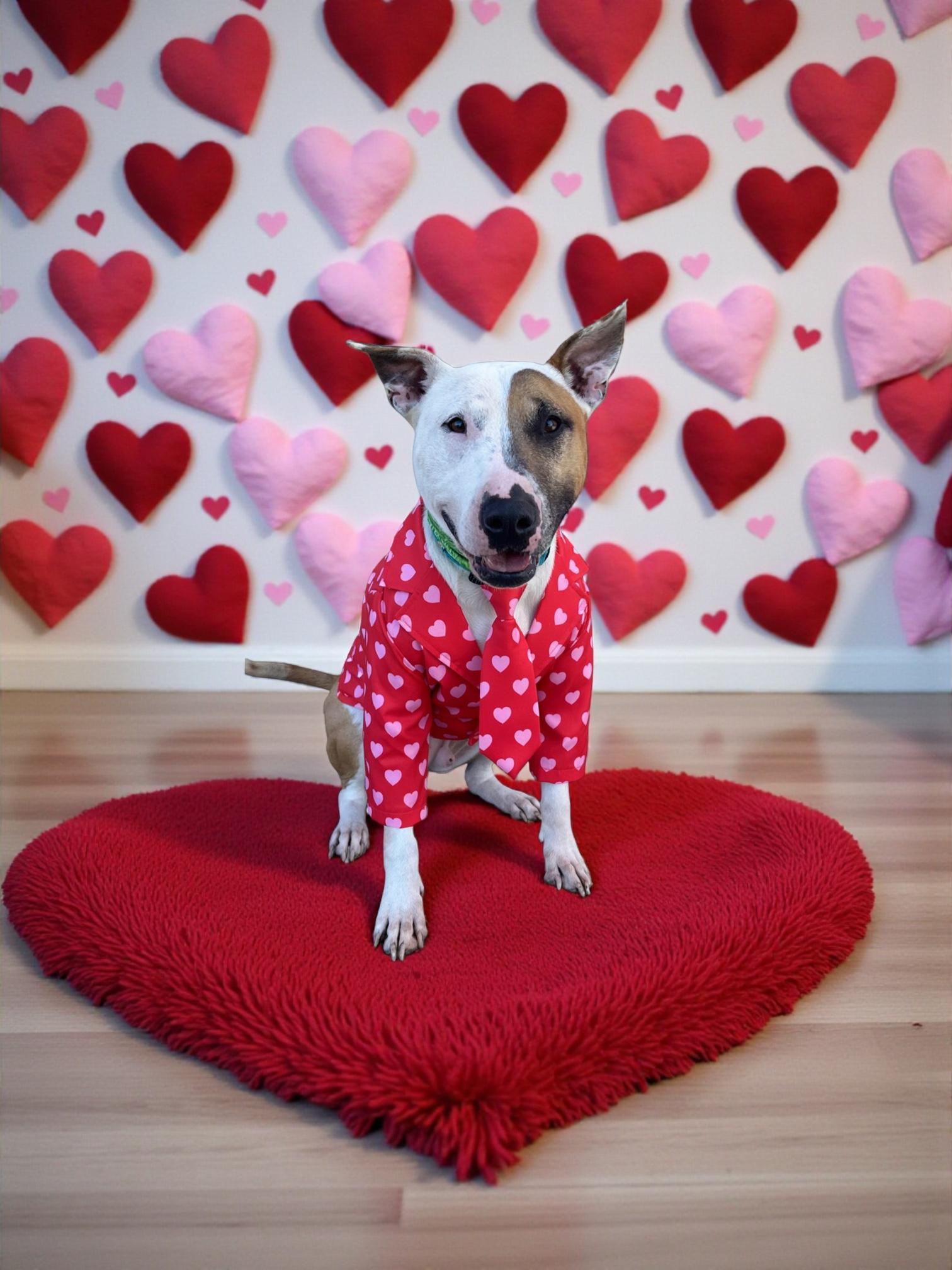 Enlarge Loki-ADOPT Me!!, a ADOPTABLE Bull Terrier in Redondo Beach, CA image 4/6