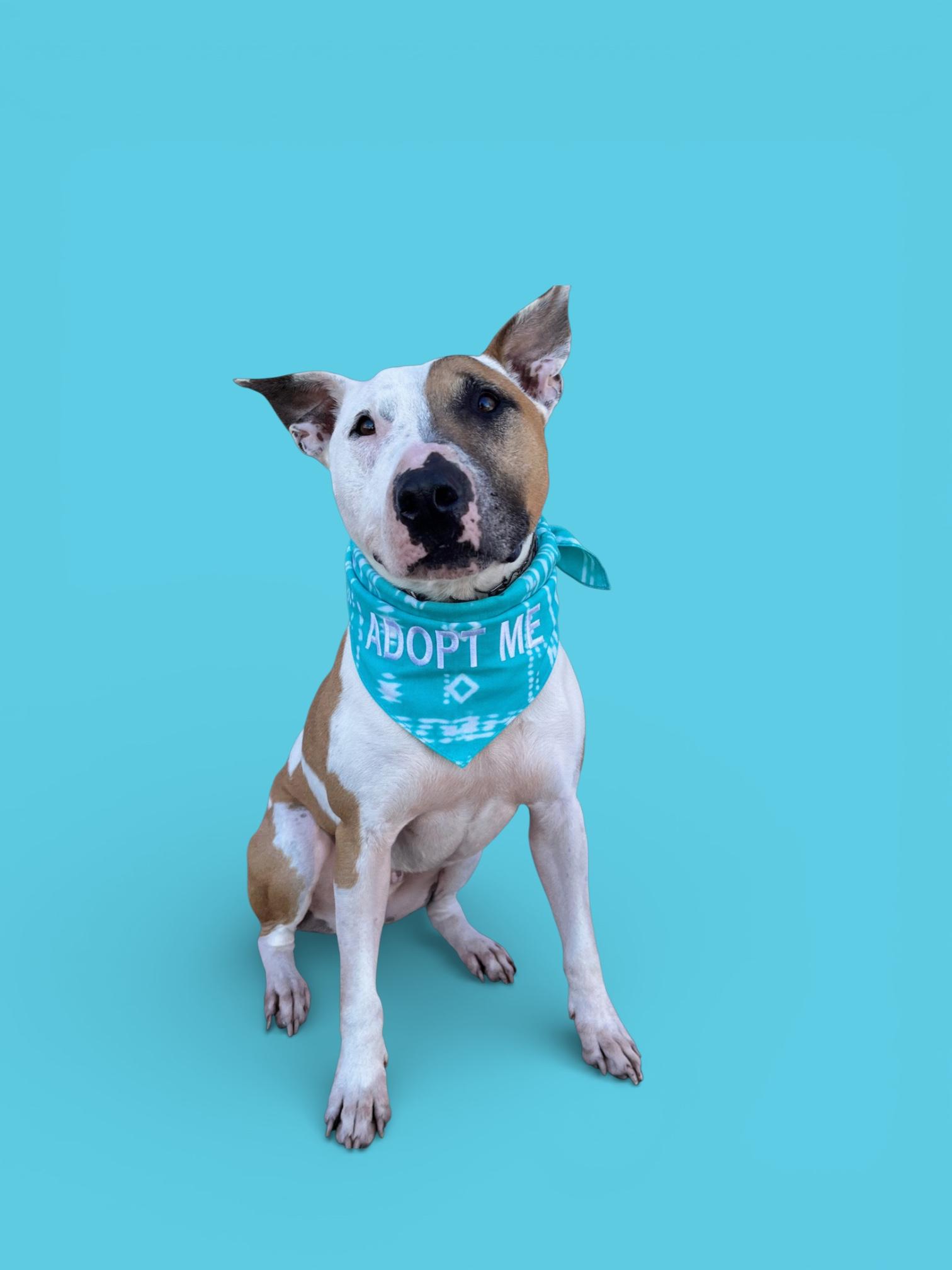 Enlarge Loki-ADOPT Me!!, a ADOPTABLE Bull Terrier in Redondo Beach, CA image 5/6
