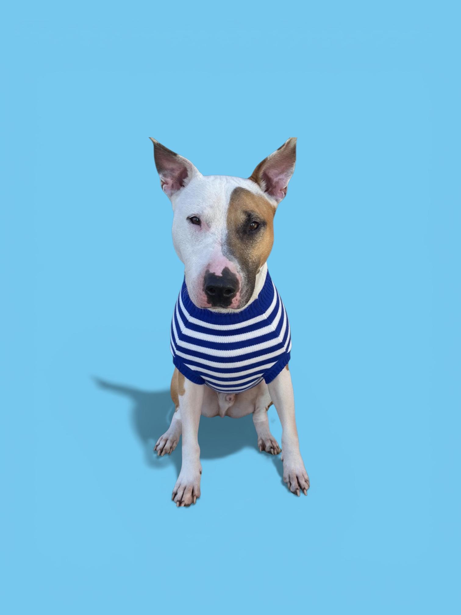 Loki-ADOPT Me!!, ADOPTABLE, Adult Male Bull Terrier.