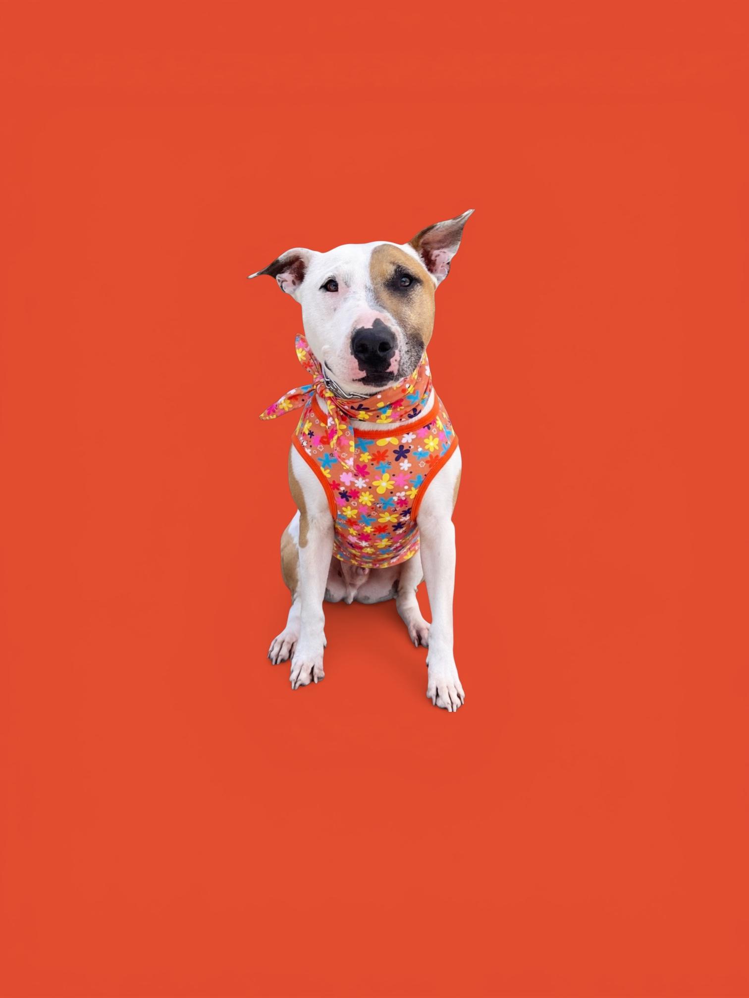 Cheerio-ADOPT Me!!, ADOPTABLE, Adult Male Bull Terrier.