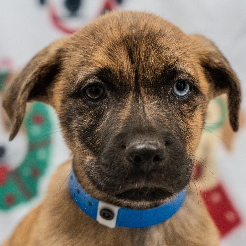 Enlarge Super Chunk, a Adoptable mixed breed in Pawling, NY image 1/6
