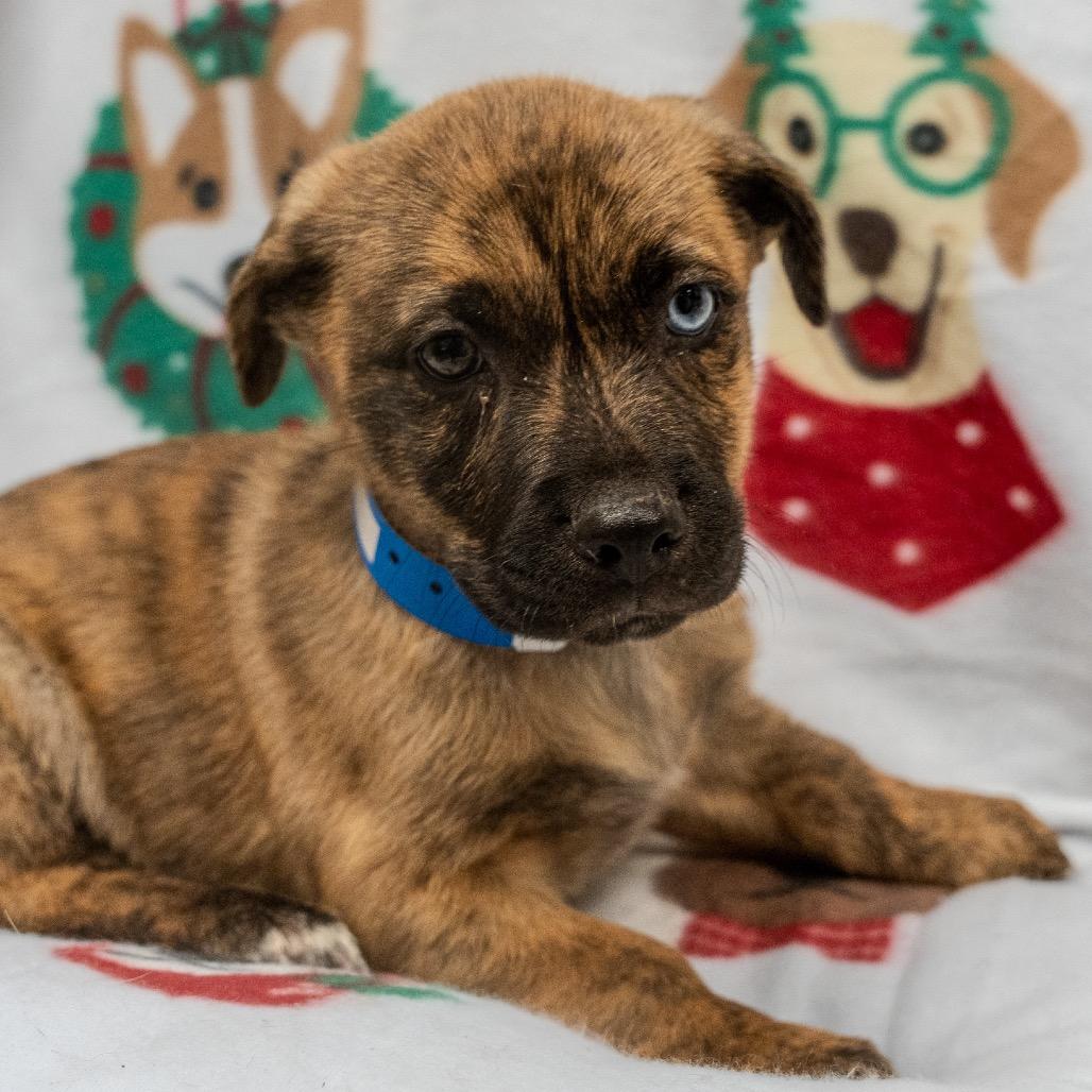 Enlarge Super Chunk, a Adoptable mixed breed in Pawling, NY image 2/6
