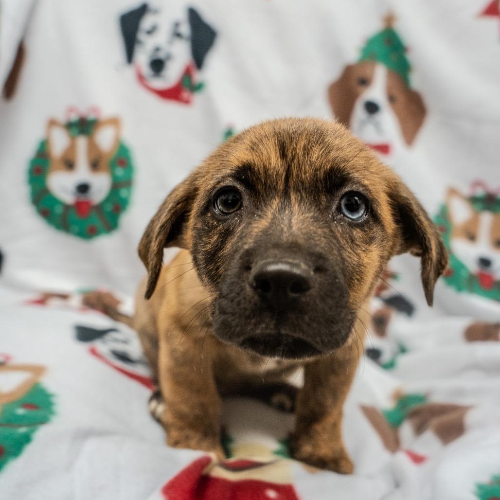 Enlarge Super Chunk, a Adoptable mixed breed in Pawling, NY image 3/6