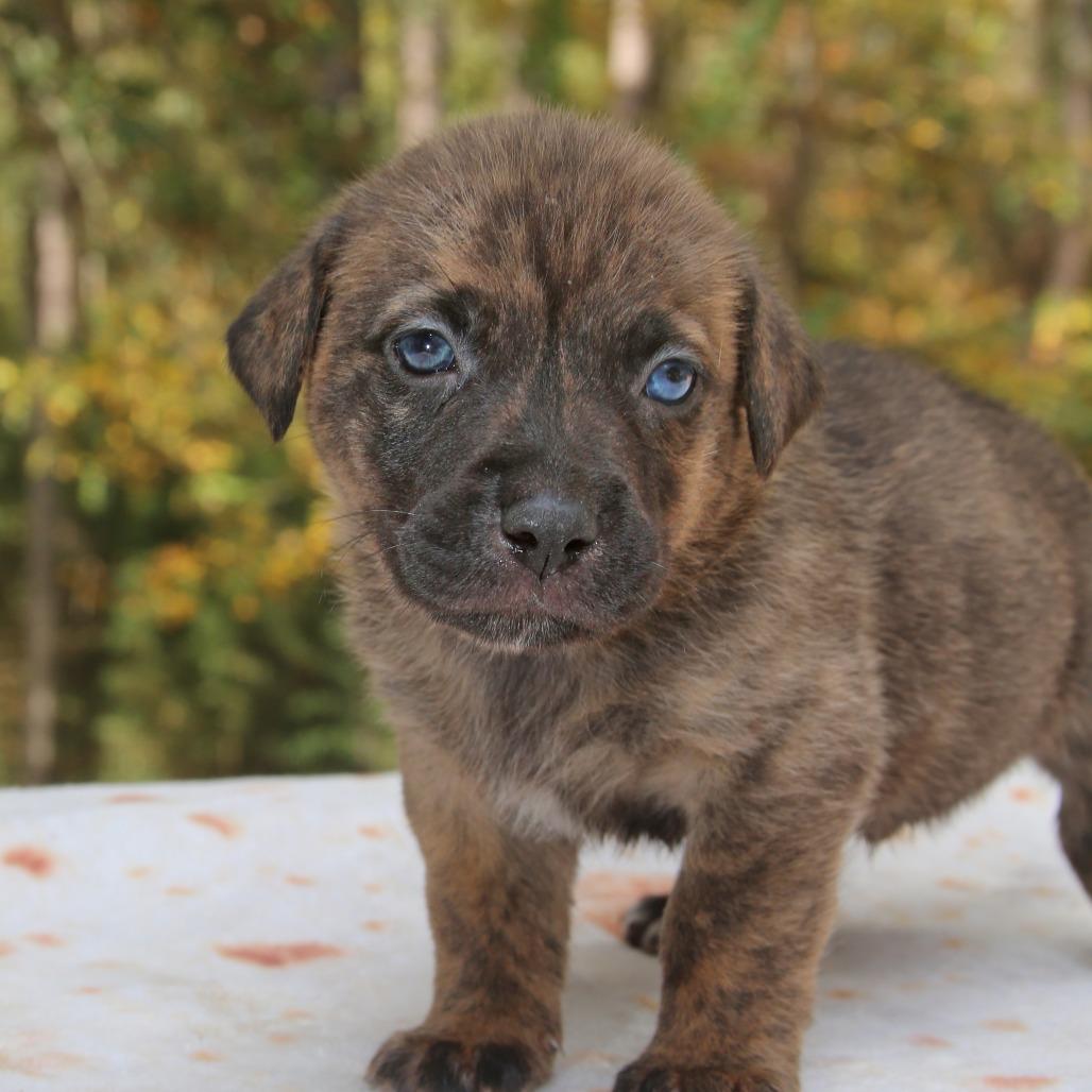 Enlarge Super Chunk, a Adoptable mixed breed in Pawling, NY image 4/6