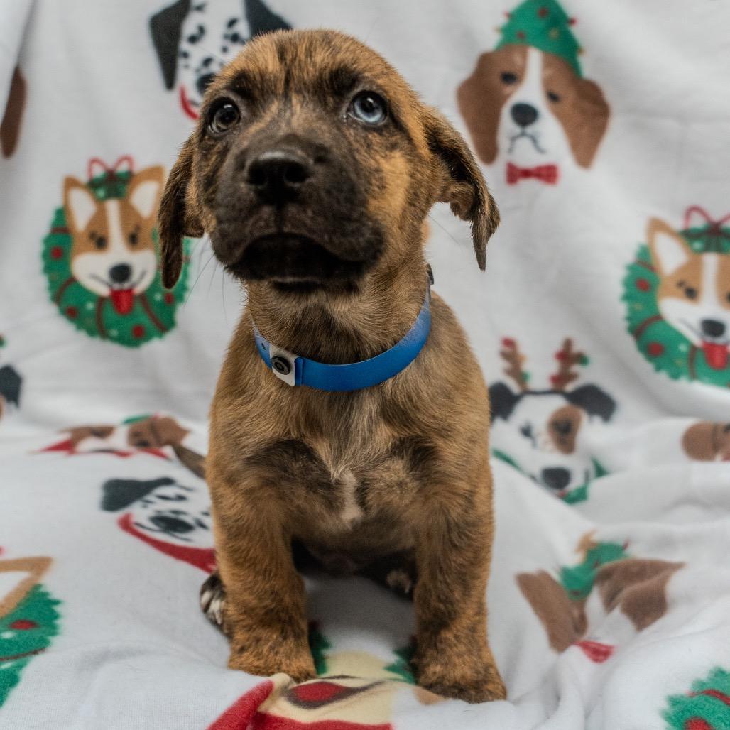Enlarge Super Chunk, a Adoptable mixed breed in Pawling, NY image 5/6
