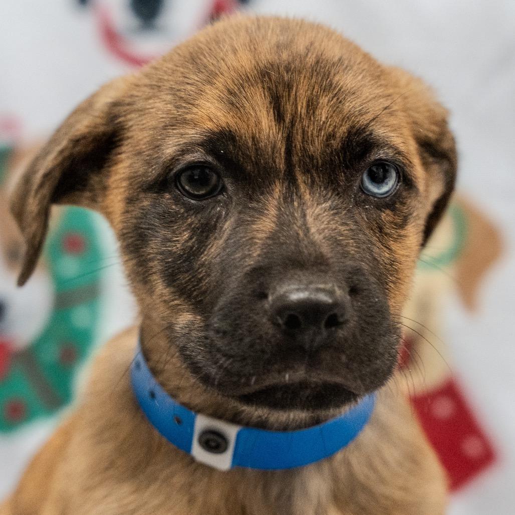 Enlarge Super Chunk, a Adoptable mixed breed in Pawling, NY image 6/6