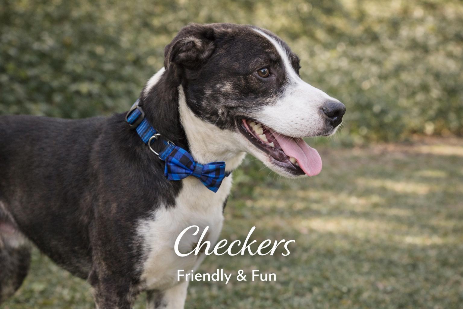 Enlarge Checkers, a Adoptable Mixed Breed in Livingston, TX image 4/4
