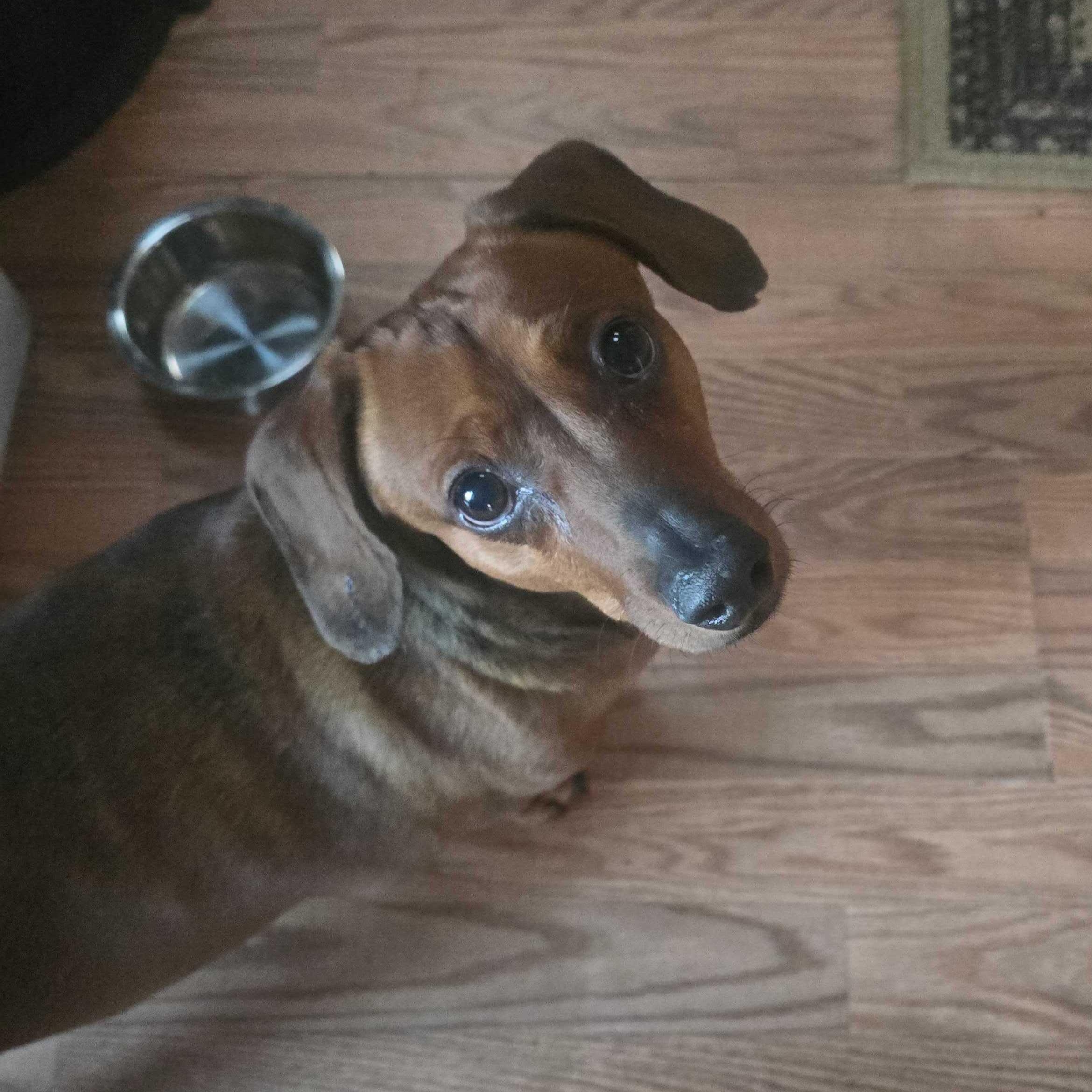 Frankie (bonded with Archie), Adoptable, Adult Male Dachshund.