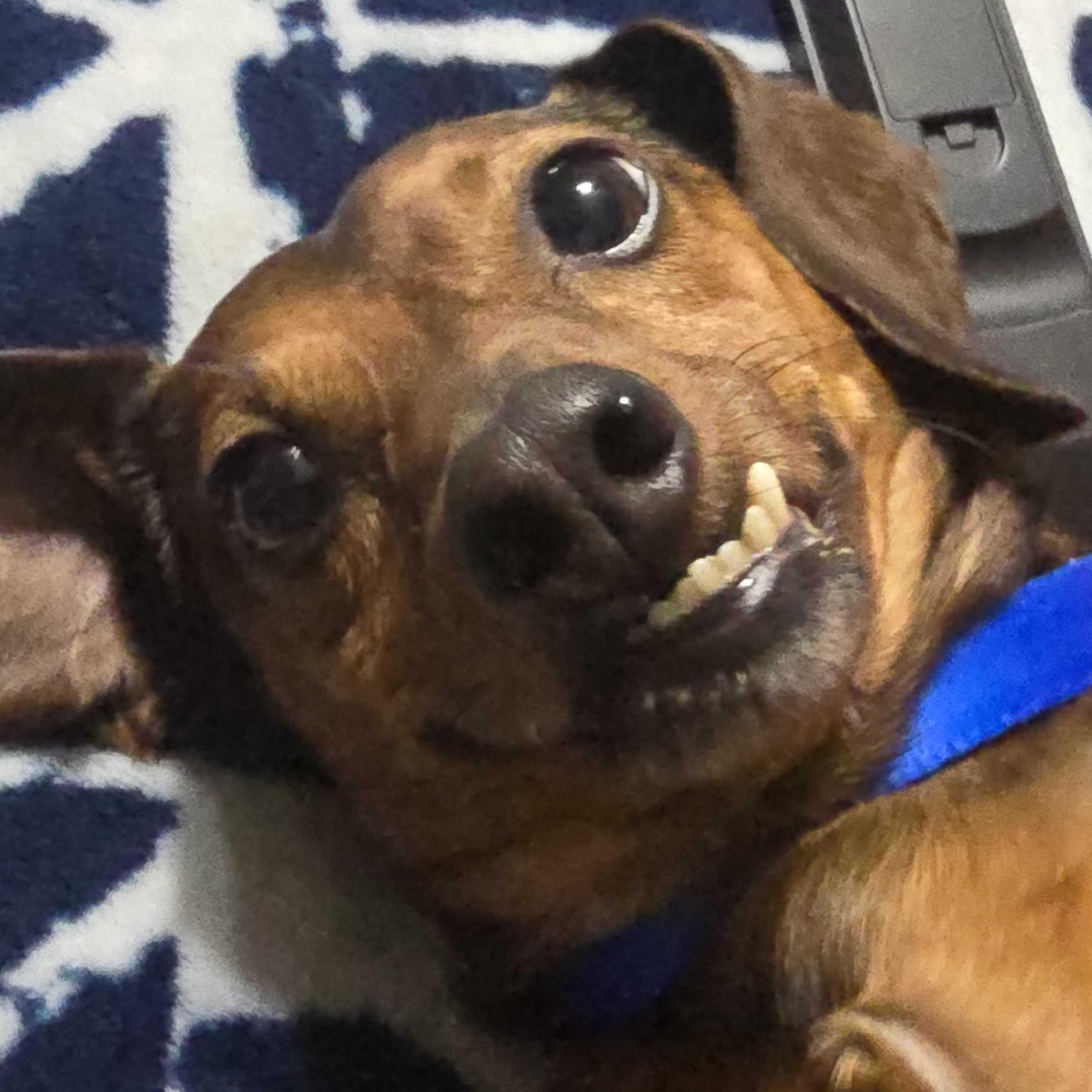 Enlarge Frankie (bonded with Archie), a Adoptable Dachshund in Salt Lake City, UT image 2/2