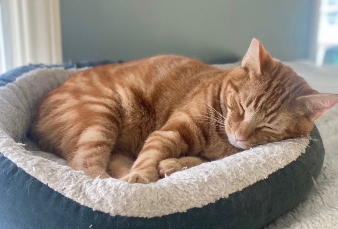 Wrenn (bonded to Sparrow), Adoptable, Adult Male Domestic Short Hair.