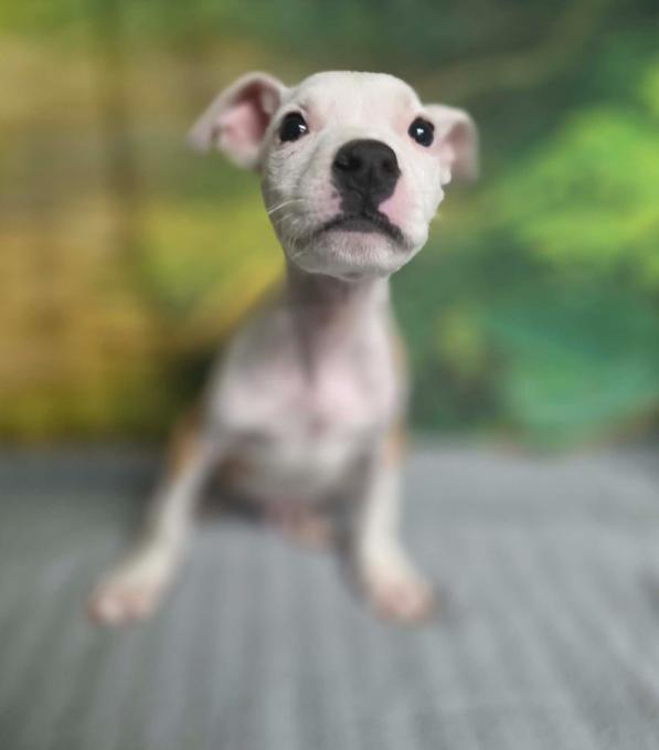 Walter pb, a Adopted Pit Bull Terrier in Evergreen, CO image 1/3