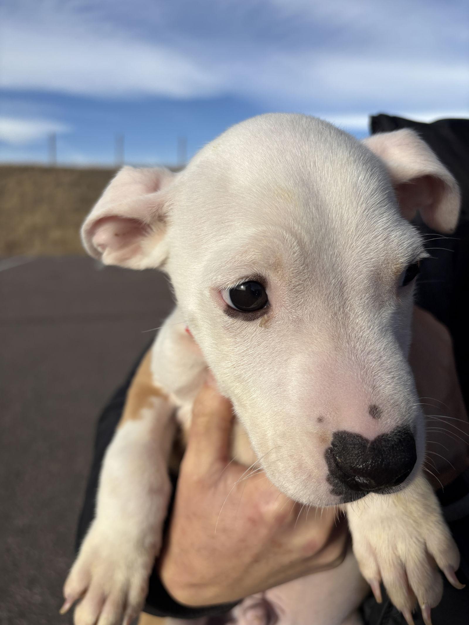 Walter pb, a Adopted Pit Bull Terrier in Evergreen, CO image 2/3