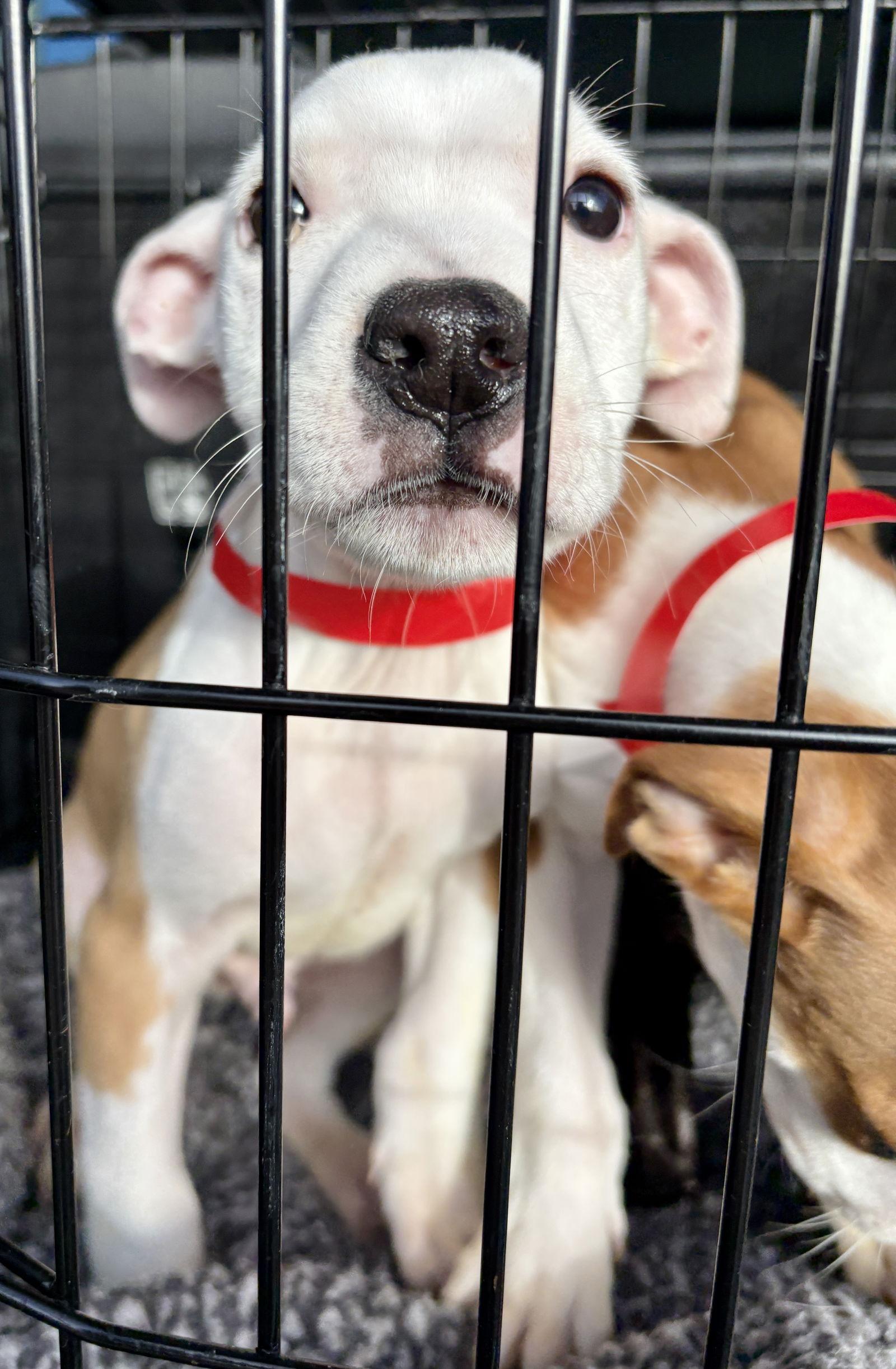 Walter pb, a Adopted Pit Bull Terrier in Evergreen, CO image 3/3