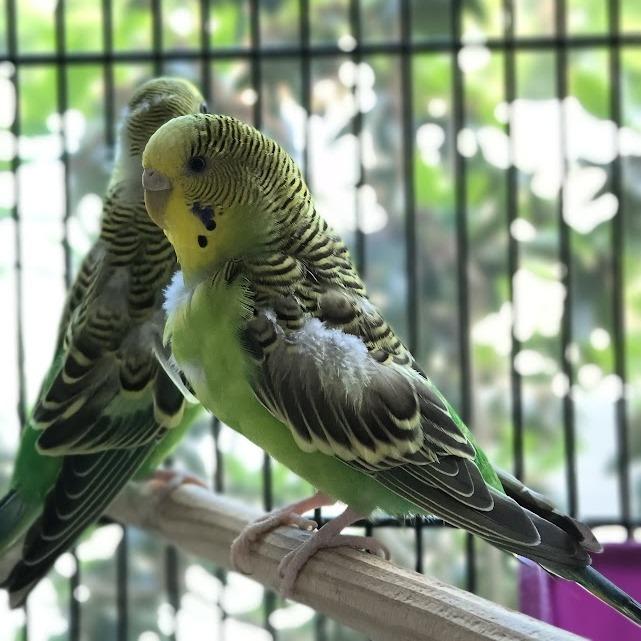Green Bean w/Bell Pepper and Arugula 50% off, a Adoptable Parakeet (Other) in Springfield, MA image 1/3