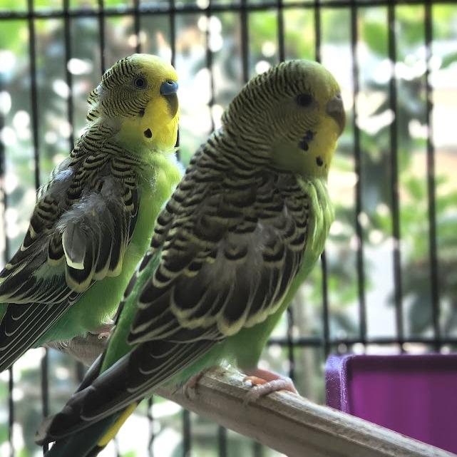 Green Bean w/Bell Pepper and Arugula 50% off, a Adoptable Parakeet (Other) in Springfield, MA image 3/3